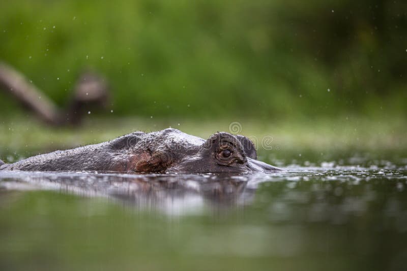 Hippo στο φως ξημερωμάτων στοκ εικόνα με δικαίωμα ελεύθερης χρήσης Hippo στο φως ξημερωμάτων στοκ εικόνα με δικαίωμα ελεύθερης χρήσης