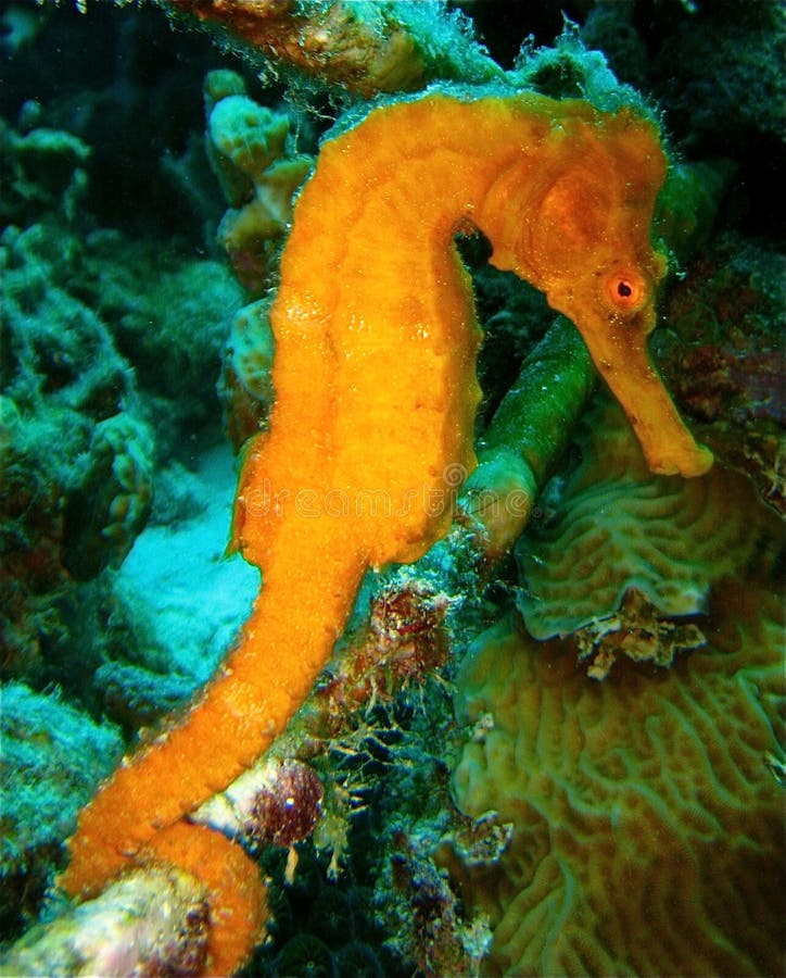 Hippocampe orange photo stock. Image du récif, tropical 21281028