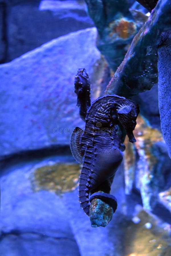 Hippocampus abdominalis big-belly seahorse or pot-bellied seahorse stock image Hippocampus abdominalis big-belly seahorse or pot-bellied seahorse stock image