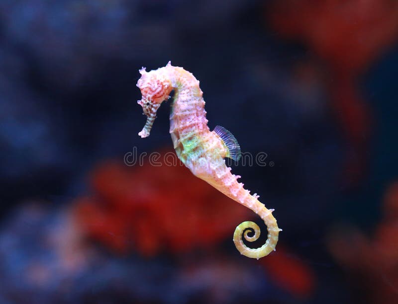 Hippocampus de mar nadando en acuario