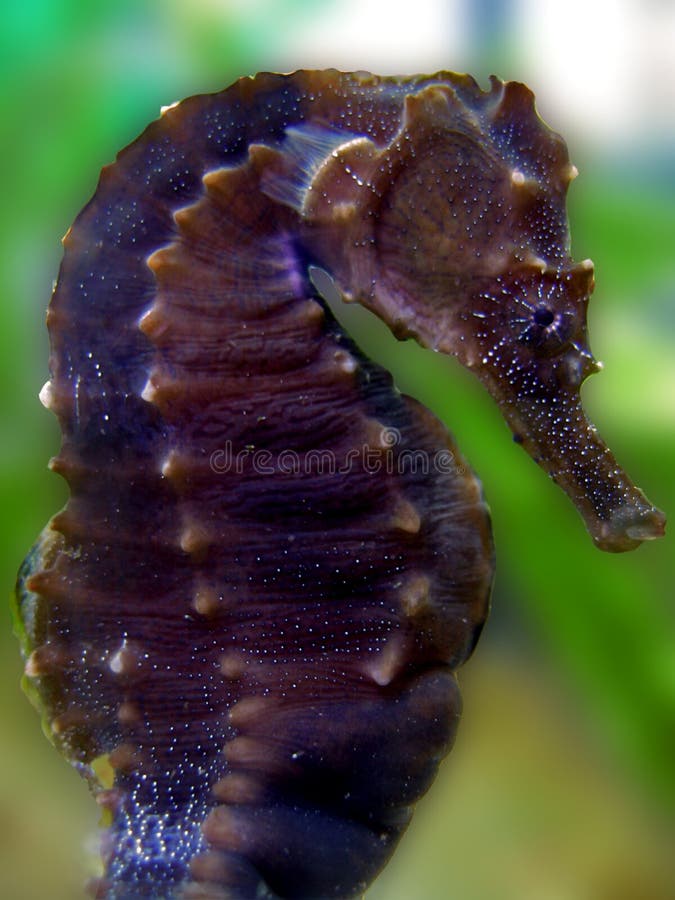 Hippocampus erectus is a Seahorse from the Western Atlantic. It occasionally makes its way into the aquarium trade. It grows to a size of 19cm in length. (wikipedia.com). Hippocampus erectus is a Seahorse from the Western Atlantic. It occasionally makes its way into the aquarium trade. It grows to a size of 19cm in length. (wikipedia.com)