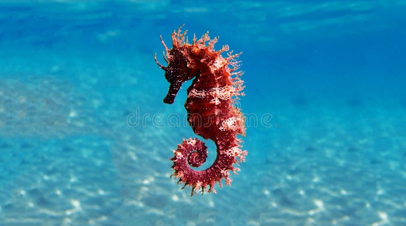 Mediterranean Seahorse - Hippocampus guttulatus