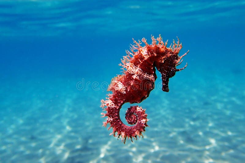 Mediterranean Seahorse - Hippocampus guttulatus