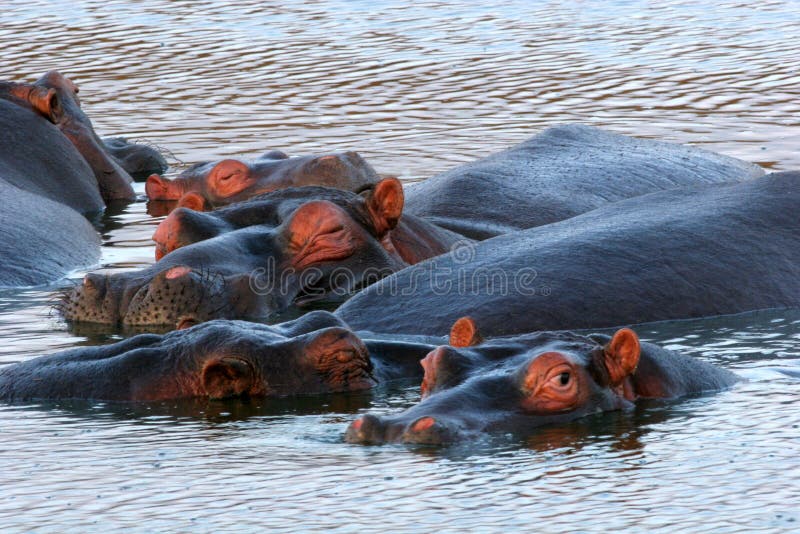 Hippopotame photo libre de droits Hippopotame photo libre de droits