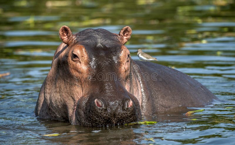Hippopotame commun dans l'eau