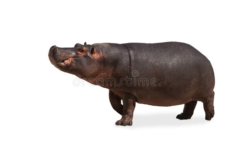 Hippopotame d'isolement image libre de droits Hippopotame d'isolement image libre de droits