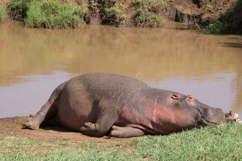 Hippopotame de repos photos stock Hippopotame de repos photos stock