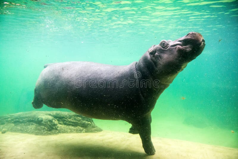 Combien De Temps Un Hippopotame Peut Rester Sous L'eau Hippopotame Mignon Nage Sous L'eau Dans Un Zoo Image stock - Image du