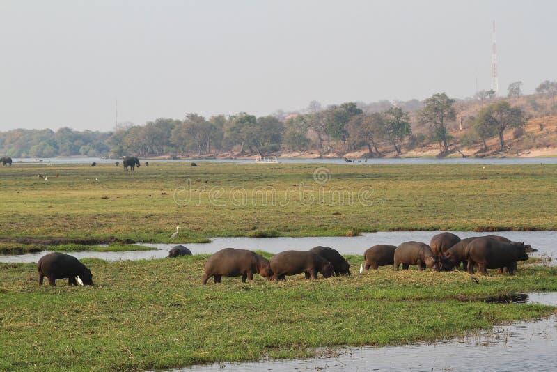 Hippopotames en parc national de Chobe au Botswana