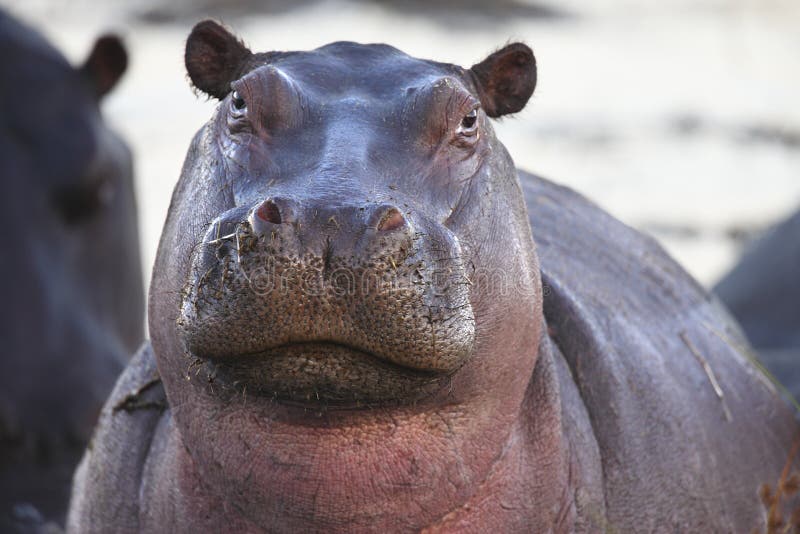 Hippopotamus lizenzfreie stockbilder Hippopotamus lizenzfreie stockbilder