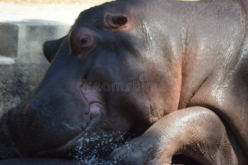 The common hippopotamus Hippopotamus amphibius, or hippo, is a large, mostly herbivorous, semiaquatic mammal native to sub-Saharan Africa. Common hippos are recognisable by their barrel-shaped torsos, wide-opening mouths revealing large canine tusks, nearly hairless bodies, columnar legs and large size; adults average 1,500 kg 3,310 lb and 1,300 kg 2,870 lb for males and females respectively. Despite its stocky shape and short legs, it is capable of running 30 km/h 19 mph over short distances.