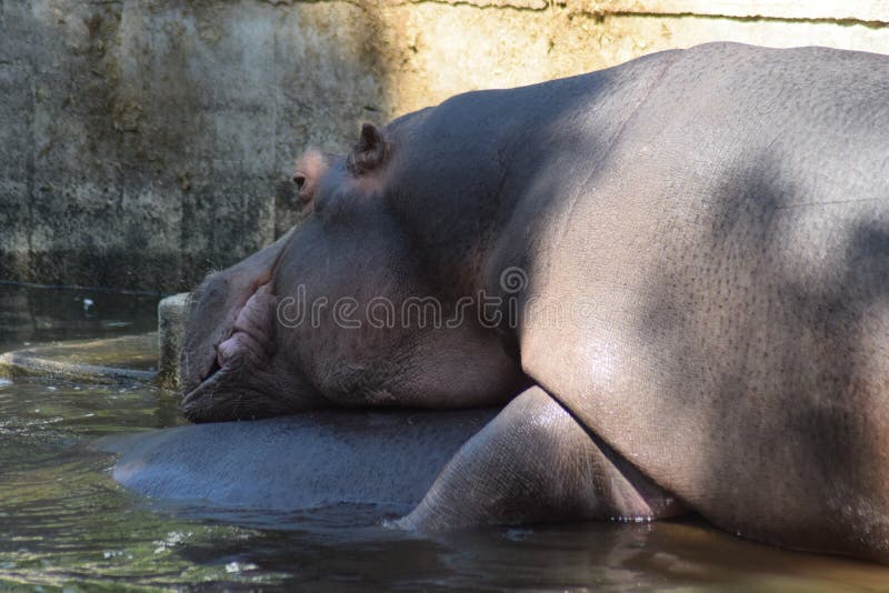 The common hippopotamus Hippopotamus amphibius, or hippo, is a large, mostly herbivorous, semiaquatic mammal native to sub-Saharan Africa. Common hippos are recognisable by their barrel-shaped torsos, wide-opening mouths revealing large canine tusks, nearly hairless bodies, columnar legs and large size; adults average 1,500 kg 3,310 lb and 1,300 kg 2,870 lb for males and females respectively. Despite its stocky shape and short legs, it is capable of running 30 km/h 19 mph over short distances.