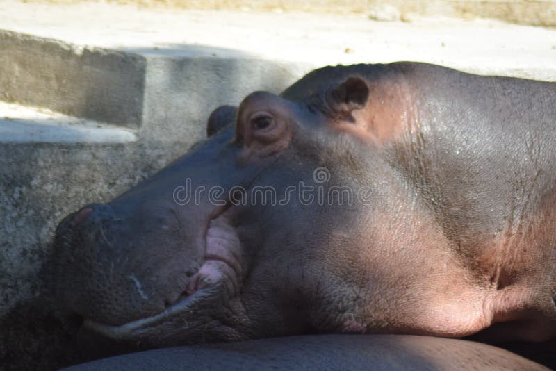 The common hippopotamus Hippopotamus amphibius, or hippo, is a large, mostly herbivorous, semiaquatic mammal native to sub-Saharan Africa. Common hippos are recognisable by their barrel-shaped torsos, wide-opening mouths revealing large canine tusks, nearly hairless bodies, columnar legs and large size; adults average 1,500 kg 3,310 lb and 1,300 kg 2,870 lb for males and females respectively. Despite its stocky shape and short legs, it is capable of running 30 km/h 19 mph over short distances.