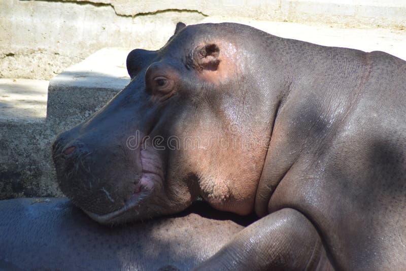 The common hippopotamus Hippopotamus amphibius, or hippo, is a large, mostly herbivorous, semiaquatic mammal native to sub-Saharan Africa. Common hippos are recognisable by their barrel-shaped torsos, wide-opening mouths revealing large canine tusks, nearly hairless bodies, columnar legs and large size; adults average 1,500 kg 3,310 lb and 1,300 kg 2,870 lb for males and females respectively. Despite its stocky shape and short legs, it is capable of running 30 km/h 19 mph over short distances.