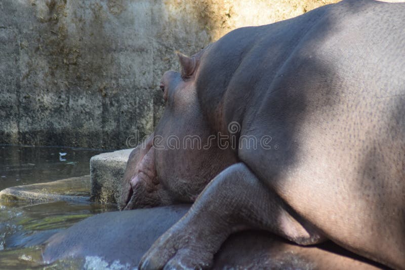 The common hippopotamus Hippopotamus amphibius, or hippo, is a large, mostly herbivorous, semiaquatic mammal native to sub-Saharan Africa. Common hippos are recognisable by their barrel-shaped torsos, wide-opening mouths revealing large canine tusks, nearly hairless bodies, columnar legs and large size; adults average 1,500 kg 3,310 lb and 1,300 kg 2,870 lb for males and females respectively. Despite its stocky shape and short legs, it is capable of running 30 km/h 19 mph over short distances.