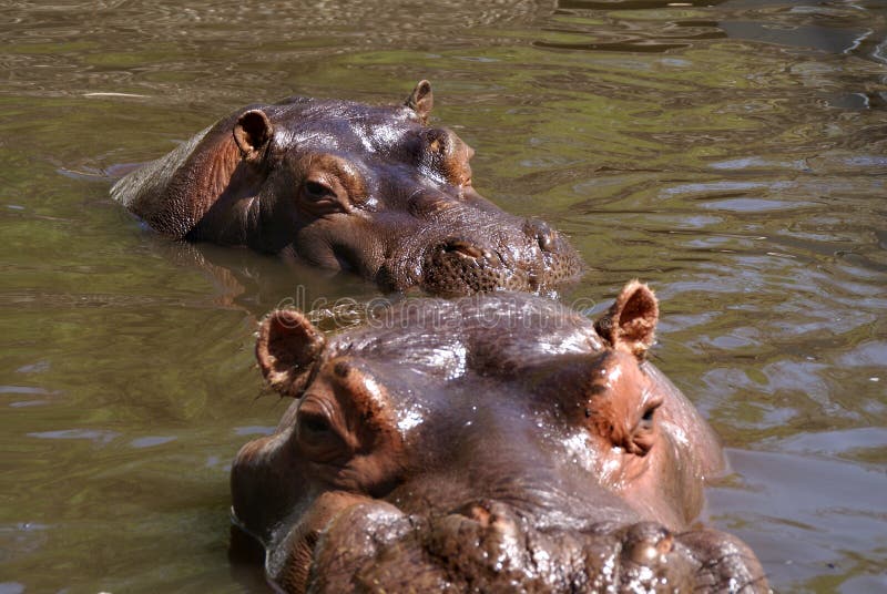 Hippopotamus amphibius in Yerevan zoo