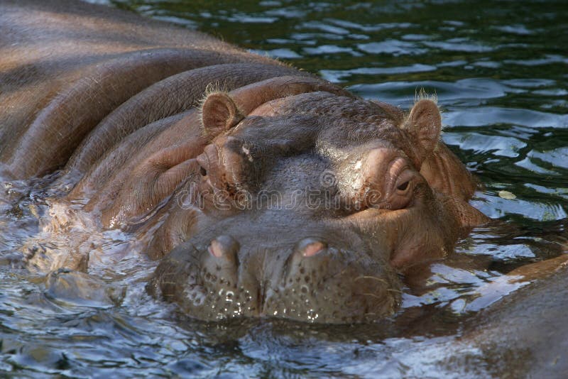 Un grande ippopotamo in acqua.