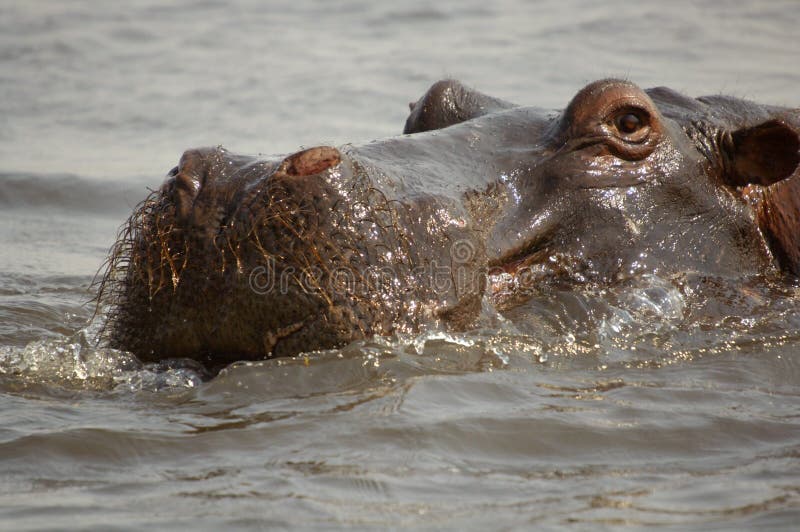 Hippopotamus foto de archivo libre de regalías
