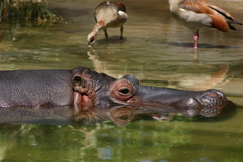 Hippopotamus en agua