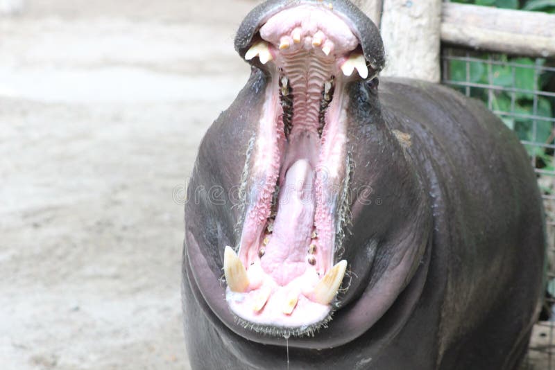 Hippopotamus immagine stock Hippopotamus immagine stock