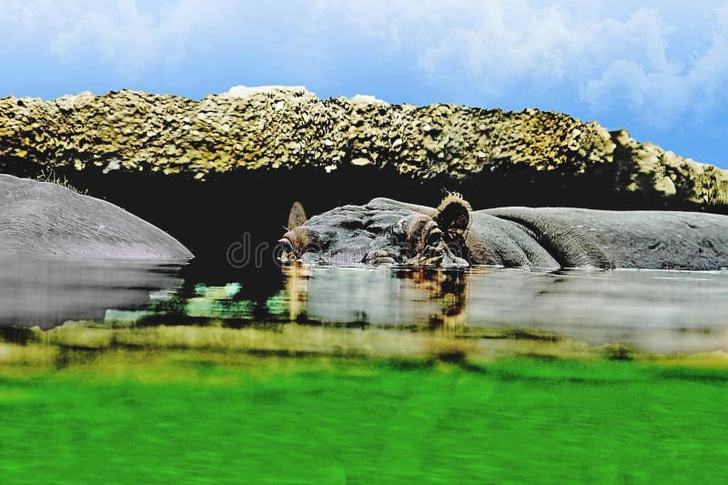 Hippopotamus Hippopotamus amphibius częściowo zanurzony w zielonej wodzie z większością jego ciała ukrytą. fotografia royalty free