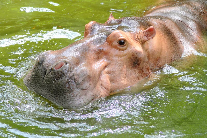 Hippopotamus