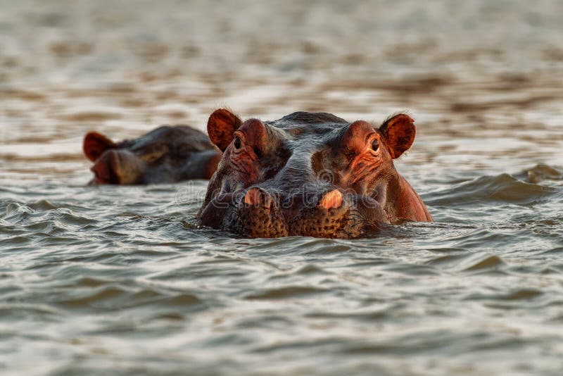 Hippopotamus - Hippopotamus amphibius lub hippo jest dużym, przeważnie roślinożernym, półwodnym ssakiem pochodzącym z Afryki Subs