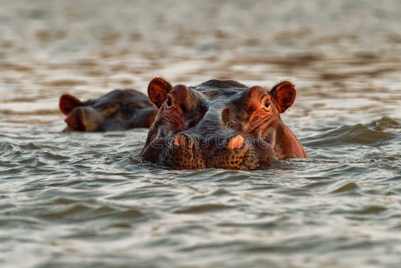 Hippopotamus - Hippopotamus amphibius ou hippo est un grand mammifère semi-aquatique, principalement herbivore, originaire d'Afri images stock Hippopotamus - Hippopotamus amphibius ou hippo est un grand mammifère semi-aquatique, principalement herbivore, originaire d'Afri images stock