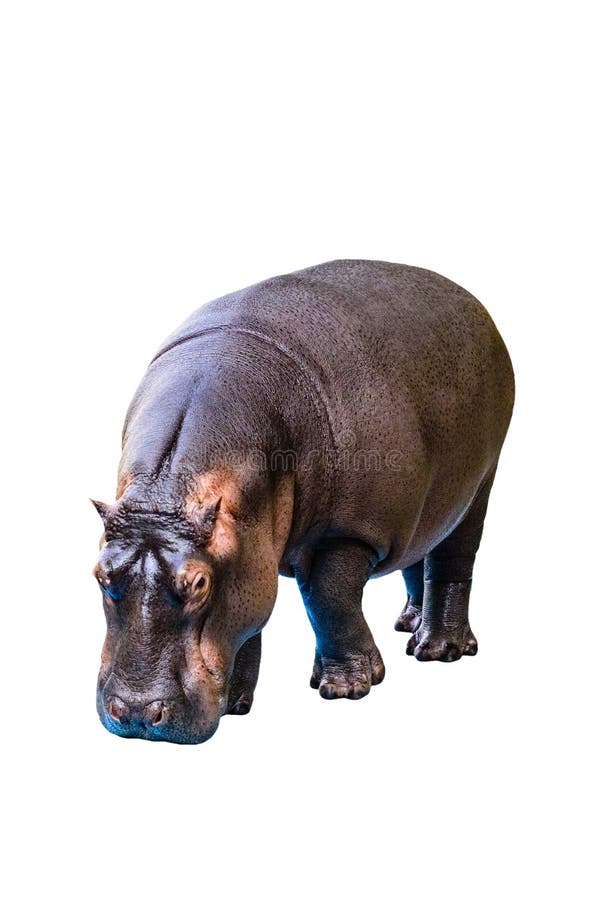 Hippopotamus Hippopotamus amphibius Ung kvinna i hippo isolerad på vit bakgrund arkivfoto Hippopotamus Hippopotamus amphibius Ung kvinna i hippo isolerad på vit bakgrund arkivfoto