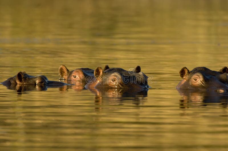 Hippopotamus at dusk