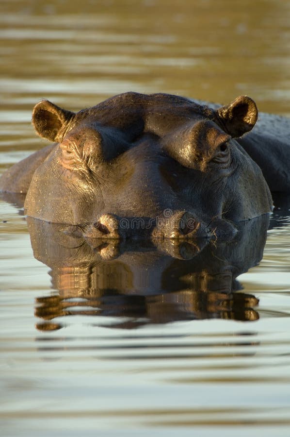 Hippopotamus at dusk