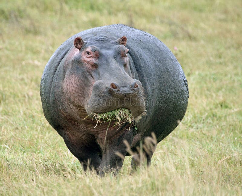 Hippopotamus Eating Grass stock photography Hippopotamus Eating Grass stock photography