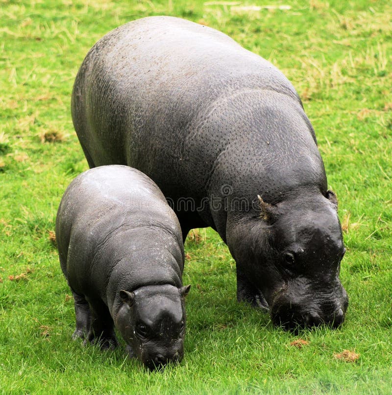 Hippopotamus enano 10 imágenes de archivo libres de regalías Hippopotamus enano 10 imágenes de archivo libres de regalías