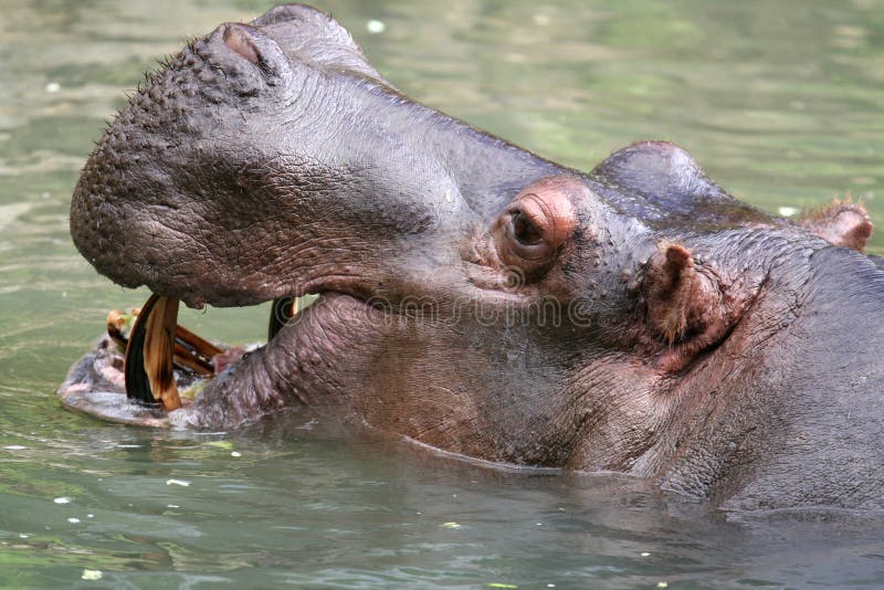 Hippopotamus face