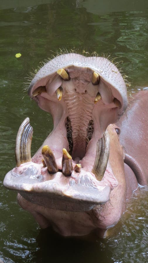 Hippopotamus royalty free stock photos Hippopotamus royalty free stock photos