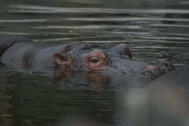 Hippopotamus Hippo swimming in Water Lake in a Zoo Safari in Africa