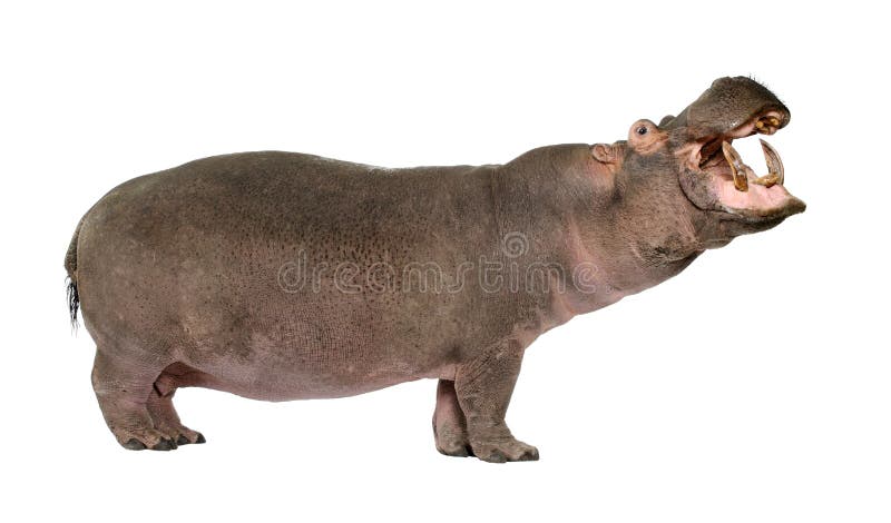 Hippopotamus - Hippopotamus amphibius ( 30 years) royalty free stock images