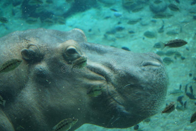 Hippopotamus Hippopotamus Amphibius Stock Image Image of hoof, hippo 66962661