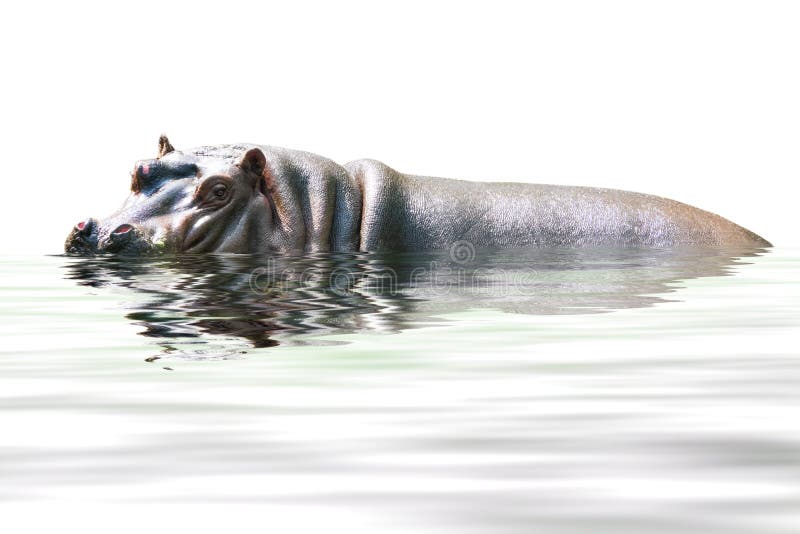 Hippopotamus isolato su bianco fotografia stock libera da diritti Hippopotamus isolato su bianco fotografia stock libera da diritti
