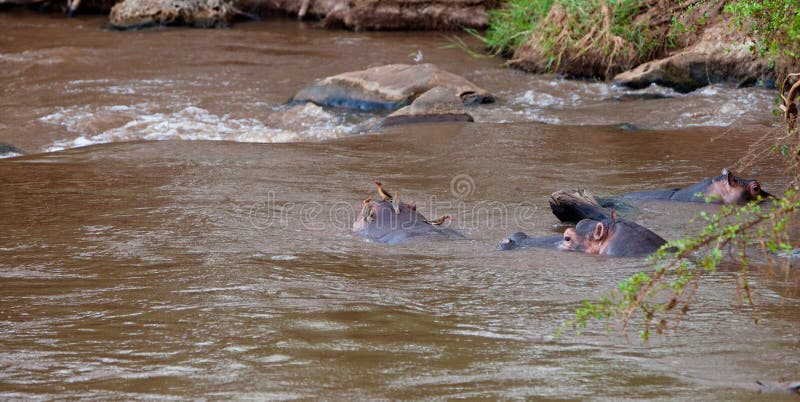 Hippopotamus mit Rot-berechnetem Oxpeckers. stockbild Hippopotamus mit Rot-berechnetem Oxpeckers. stockbild