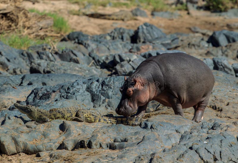 A Hippopotamus nudging a Nile crocodile from its path