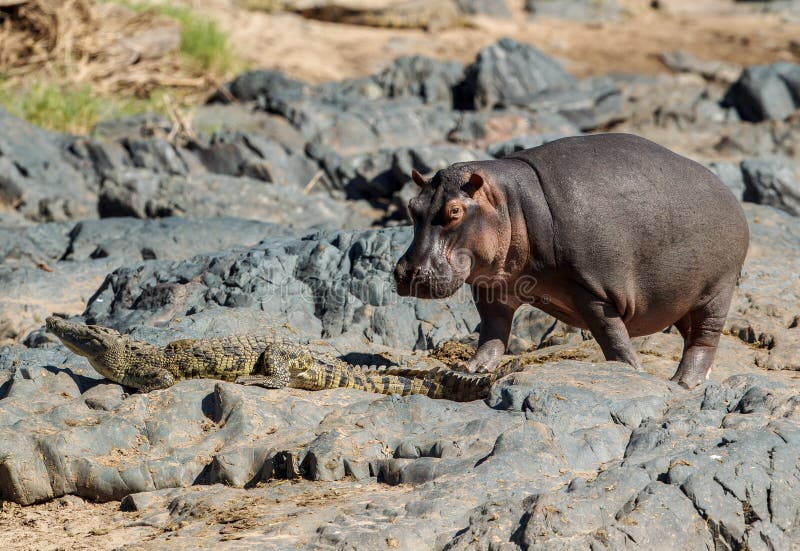 A Hippopotamus with a Nile crocodile in its path