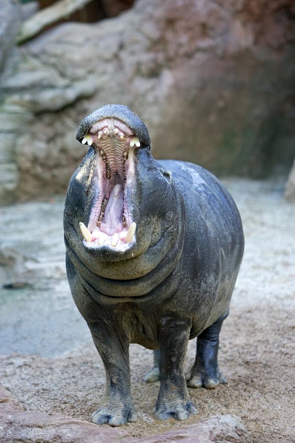 Hippopotamus prisionero que bosteza o que ruge en un parque zoológico español