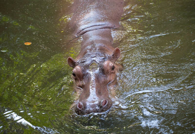 Hippopotamus the Strongest Animal Stock Image - Image of mouth, hippo:  38014797