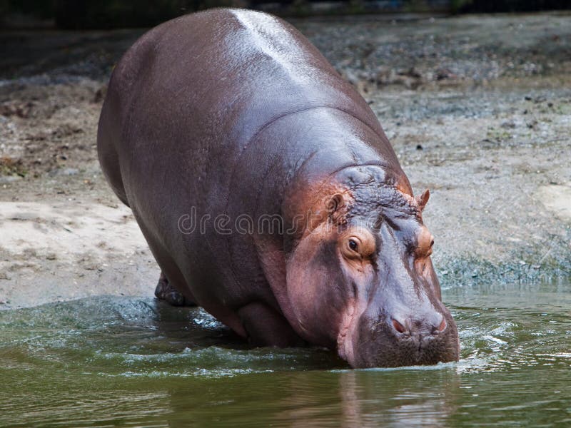 Hippo is a semi aquatic mammal of the Hippophae family in the order Artiodactyla. Hippo is the largest omnivorous mammal in freshwater, with a huge body and short limbs A thick and sturdy head The mouth is large and can be opened at a 90 degree angle The front teeth and canine teeth of the hippopotamus are both in the shape of fangs, and the lower front teeth extend parallel to the front like shovels The eyes, nostrils, earshells, etc. of hippopotamus are all located at the upper end of the face, almost on the same plane The hippopotamus has thick skin, appearing black brown and reddish purple, smooth and hairless, with only some hair on the tip of the mouth, inner ear, and tail.Hippos are mainly distributed in tropical regions of Africa, inhabiting swamps and reeds near rivers. Hippo is a semi aquatic mammal of the Hippophae family in the order Artiodactyla. Hippo is the largest omnivorous mammal in freshwater, with a huge body and short limbs A thick and sturdy head The mouth is large and can be opened at a 90 degree angle The front teeth and canine teeth of the hippopotamus are both in the shape of fangs, and the lower front teeth extend parallel to the front like shovels The eyes, nostrils, earshells, etc. of hippopotamus are all located at the upper end of the face, almost on the same plane The hippopotamus has thick skin, appearing black brown and reddish purple, smooth and hairless, with only some hair on the tip of the mouth, inner ear, and tail.Hippos are mainly distributed in tropical regions of Africa, inhabiting swamps and reeds near rivers.