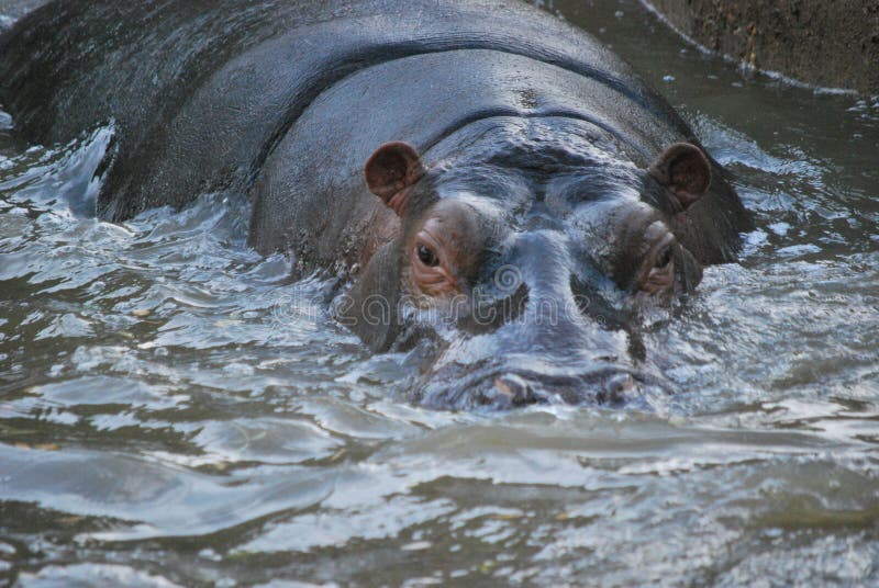 The hippopotamus in water stock image. Image of head 13233271