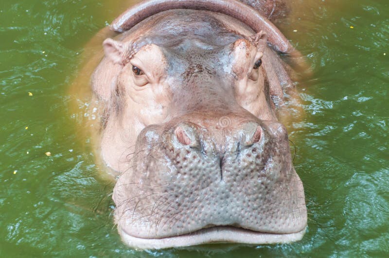 Hippopotamus in water stock image. Image of huge, pink 27023873