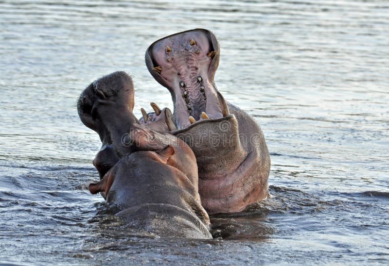 Hippopotamus with its beak open in the Kruger National Park, South Africa. Hippopotamus with its beak open in the Kruger National Park, South Africa