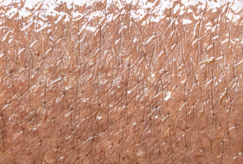 Hippopotamushaut als abstrakter Hintergrund. Textur stockbild