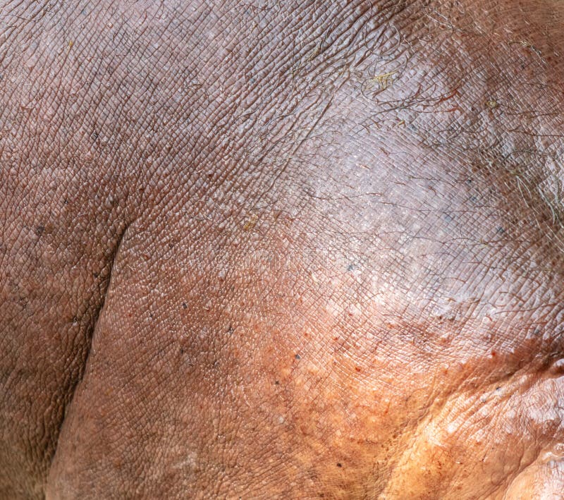 Hippopotamushaut als abstrakter Hintergrund. Textur lizenzfreies stockbild